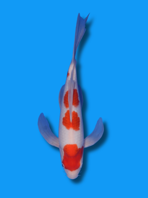 Butterfly Kohaku | Koi&Co.